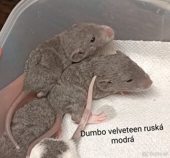 ❤️ Exkluzívne dumbo, velveteen, rex potkaníky - 13