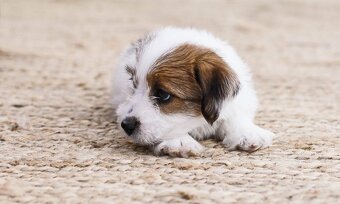 Jack russel teriér s PP - 13