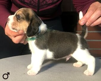 Bígel Beagle Bigl s PP FCI - 13