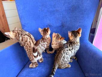 Bengal Cat mačiatka s PP - 13