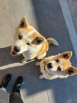 Akita Inu - 13