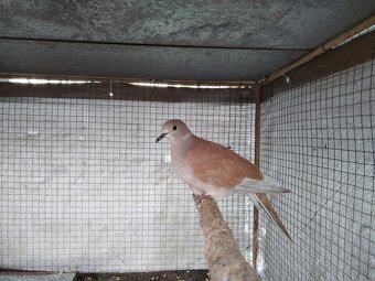 Predám vtáctvo - 13