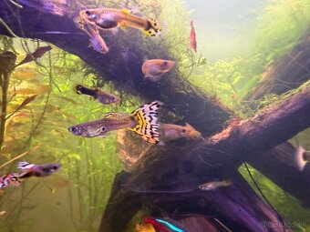 Predám Krevetky, mini ráčiky, gupky, kotúľky. - 13