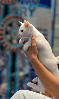 Ruská modrá biela- mačiatko na predaj - 13