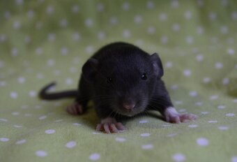 Potkaníky s rodokmeňom - rezervácie - 13