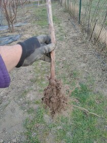 Maliny - žlté, oranžové, červené, fialové, čierne - 13