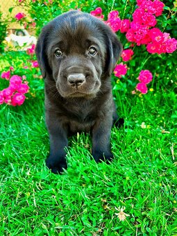 IHNED K ODBĚRU Labradorský Retriever s PP - 13