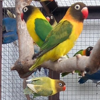 Agapornisy fischeri a škraboškové - 13