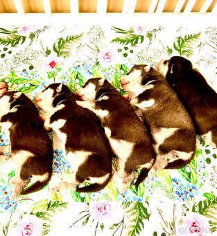 Modrooké šteňatá huskyho, medzinárodný rodokmeň FCI - 13