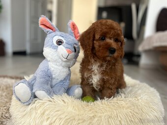 Miniature poodle, pudlik, pudel - 13