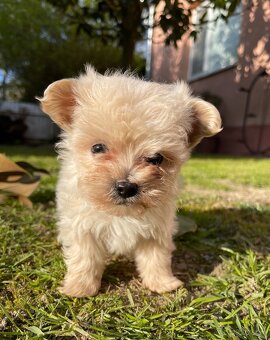 Maltipoo - 13