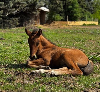 Huculská kobyla so žriebäťom - 13