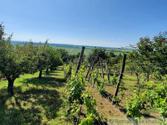 Viničný domček s altánkom, vinicou a ovocným sadom v Malýc - 13
