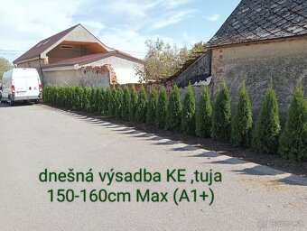 Tuja Smaragd, vavrínovec, červienka - Prešov - 13