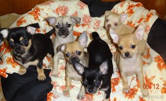 čivava krátkosrstá - 13