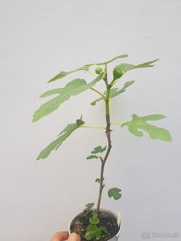 Figovnik - 13