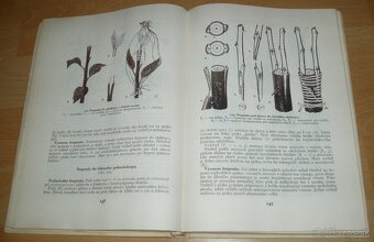 Štepenie, očkovanie a preštepovanie drevín - 13