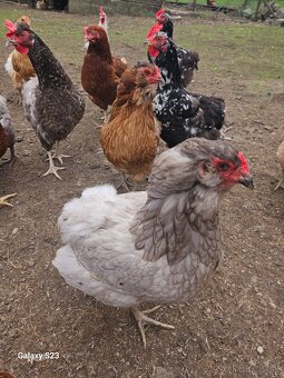 Predám nasadové vajíčka araucana - 13