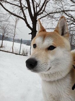 Shiba inu - 13