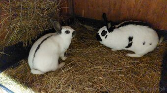 Králiky do chovu - 13
