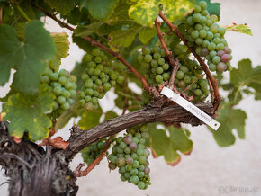 Starý vinič v kvetináči - 13