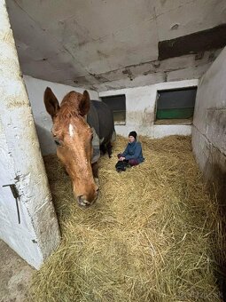 Ponúkame ustajnenie - 13