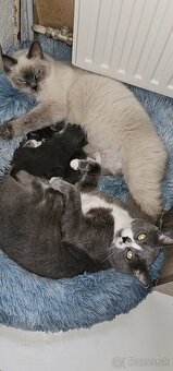 Ragdoll s britským bicolor mačiatka - 13