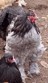 Mladé kohúty brahman - 13