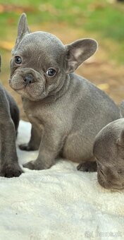 Francúzsky buldoček - 13