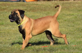 BOERBOEL BALLOTADA -2 FENY-10 MĚSÍCŮ-garance DKK,DLK,OCD - 13