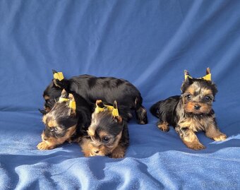 Yorkshirsky terier - 13