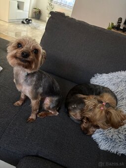 Yorkshirsky terrier, yorkie, york - 13