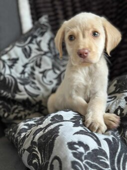 Šteniatka labrador a biely chlapec IHNEĎ - 13