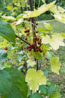 EXKLUZÍVNE : NA PREDAJ SLNEČNÁ ZÁHRADA NA SUCHOM VRCHU - 13