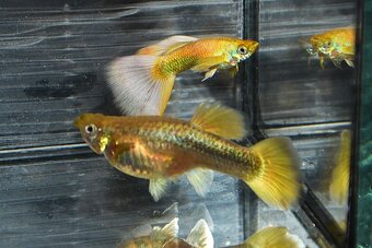 Spoločenské rybky dovoz 9.11 RK-BB - 13