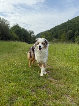 Predám austrálskeho ovčiaka - 13