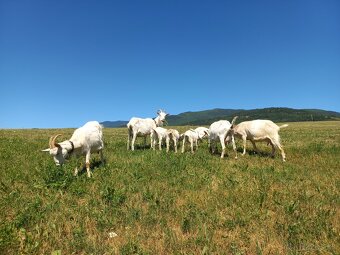 Dojné kozy a kozľatá na predaj - 13
