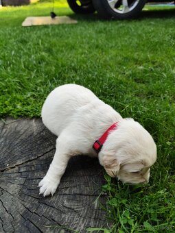 Zlatý retriever šteniatka - 13