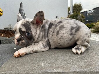 Francuzsky buldoček - 13