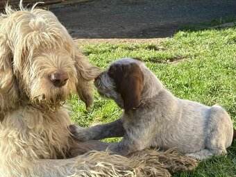 Taliansky spinone - 13