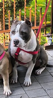 American bully XL - 13