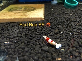 Premium Caridina a Neocaridina - odber Ruzomberok - 13