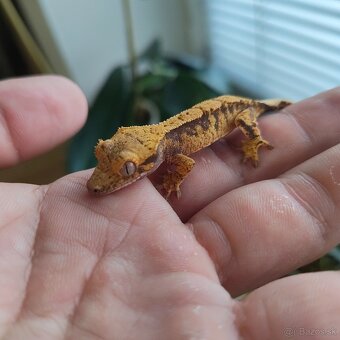 Pagekon riasnatý/Correlophus ciliatus - 13