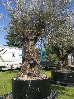Olivovník bonsai - 13