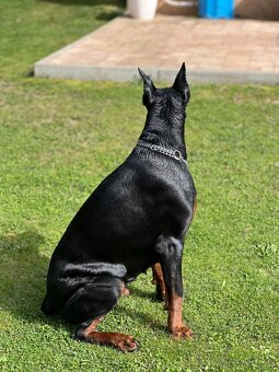 Šteňatá Doberman - 13
