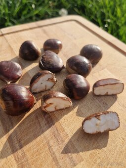Gaštany Jedle BIO zaručene - 13