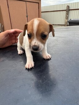 Jack Russel Terrier čistokrvné šteniatka - 13