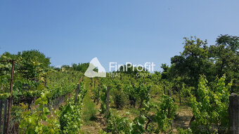 Predám dva vinohradnícke domy s pozemkami medzi vinohradmi p - 13