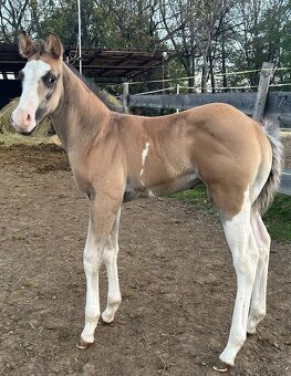 Zrebcek Aph   Buckskin overo/sabino - 13
