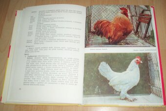 Plemená drubeže – Príručka pro chovatele drubeže, časť III - 13